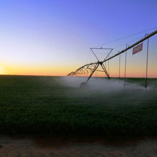 Irrigating Sudan’s alfalfa fields with solar power