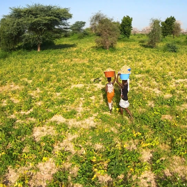 La fin des oignons alimentées par des moteurs diesel au Sénégal