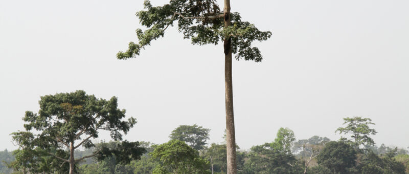 Solutions énergétiques à partir des déchets forestiers de l’Ouganda